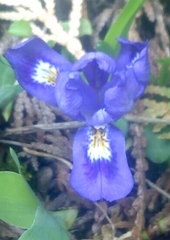 Iris lacustris