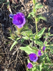 Echium creticum
