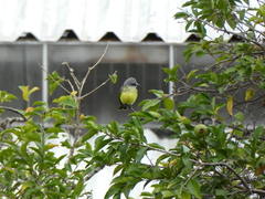 Tyrannus melancholicus