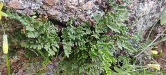 Oeosporangium