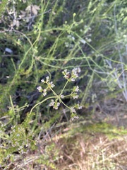 Eriogonum fasciculatum foliolosum