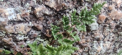 Oeosporangium