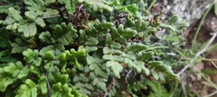 Oeosporangium