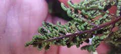 Oeosporangium
