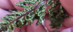 Oeosporangium