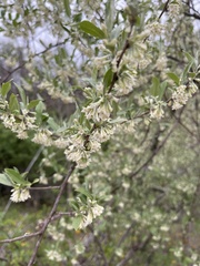 Elaeagnus umbellata