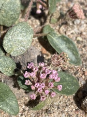Abronia pogonantha