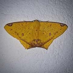 Nepheloleuca illiturata