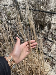 Schizachyrium littorale