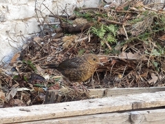 Turdus merula
