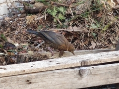 Turdus merula