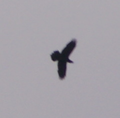 Corvus corax