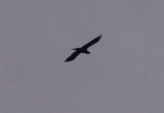Corvus corax