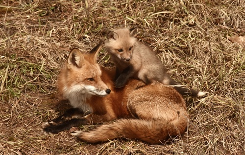 Red Fox photographed in Michigan