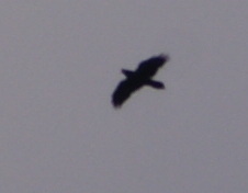 Corvus corax