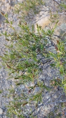 Lophopappus foliosus