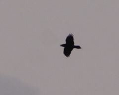 Corvus corax