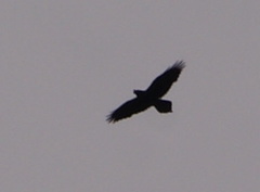 Corvus corax