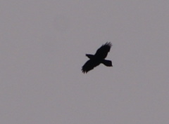 Corvus corax