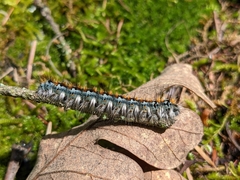 Malacosoma constricta