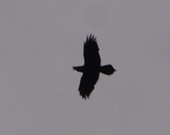 Corvus corax
