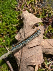 Malacosoma constricta