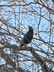 Euphagus