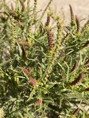 Stillingia paucidentata