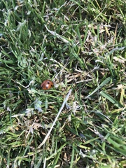 Coccinella septempunctata