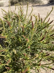 Stillingia paucidentata