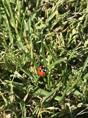 Coccinella septempunctata