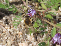 Eucera
