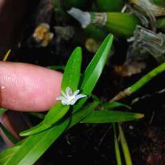 Scaphyglottis longicaulis