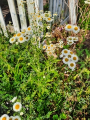 Erigeron