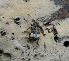 Eurymycter fasciatus