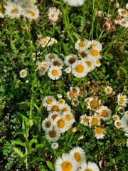 Erigeron