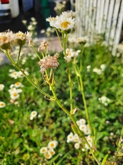 Erigeron