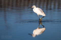 Egretta garzetta