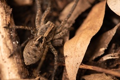 Schizocosa malitiosa