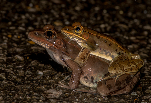 Southern Leopard Frog, photo 4 of 10