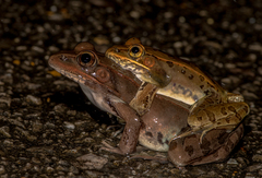 Southern Leopard Frog photo 4