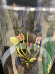 Dionaea