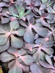 Echeveria gibbiflora × potosina