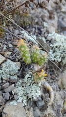 Austrocylindropuntia shaferi