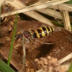 Nomada luteoloides
