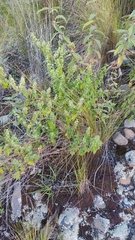 Minthostachys mollis