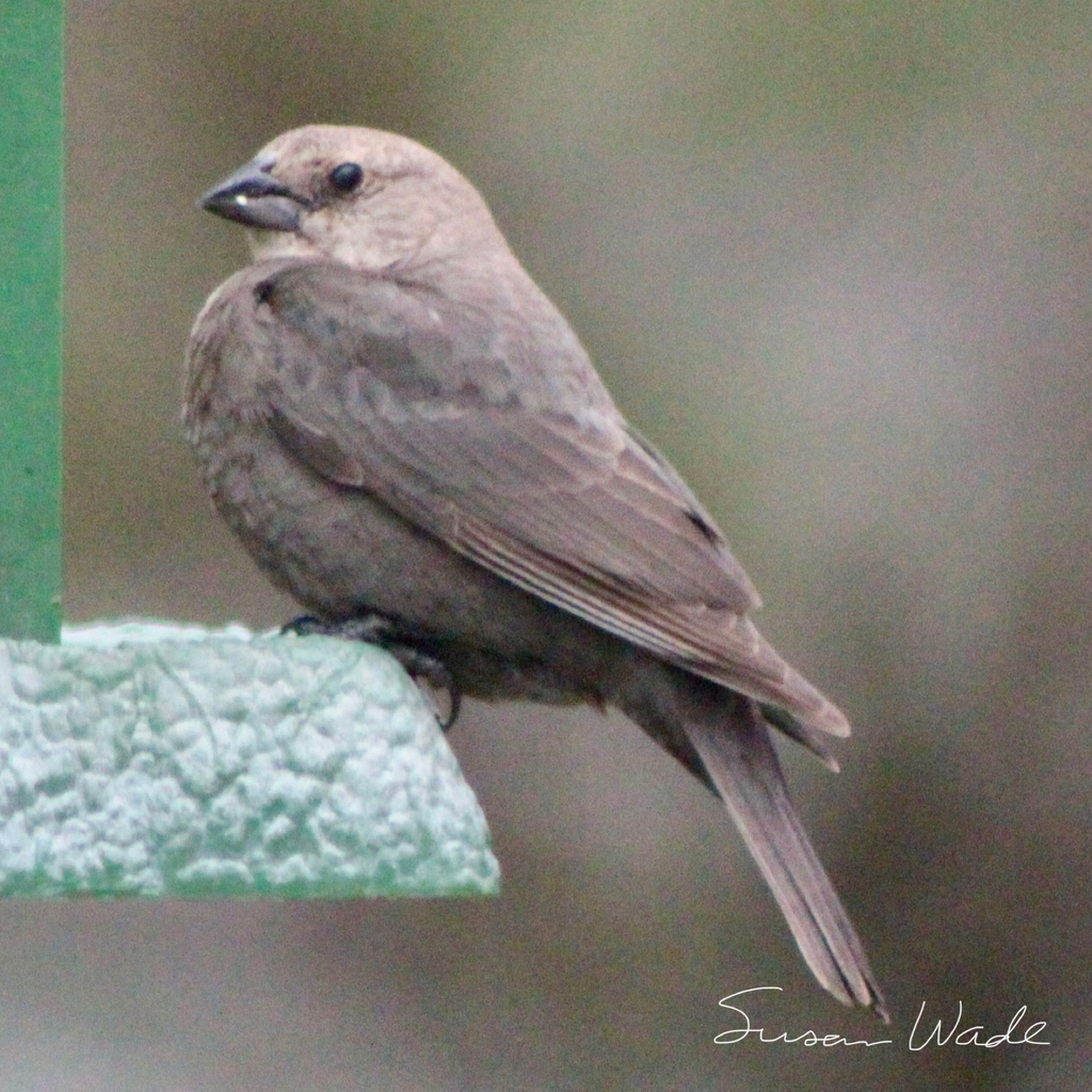 Brown headed cowbird birds of rosewood nature study area inaturalist
