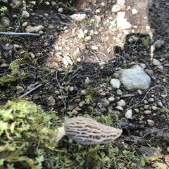 Morchella norvegiensis