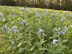 Amsonia ludoviciana