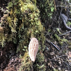 Morchella norvegiensis